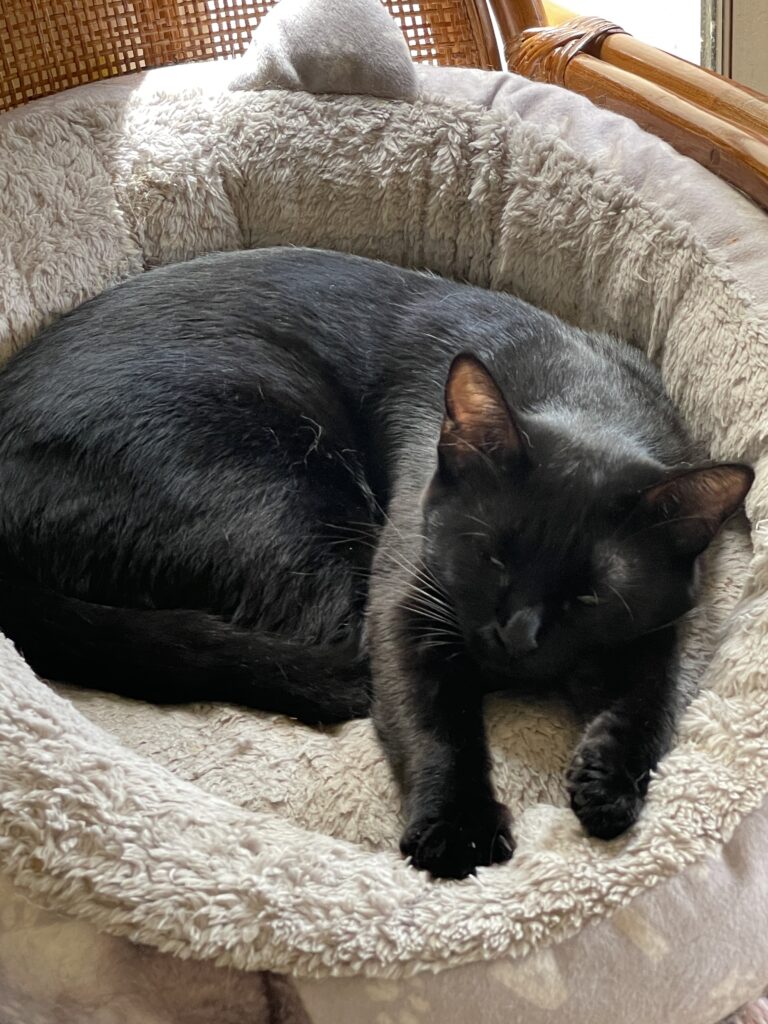 猫ベッドで安心して眠る保護猫あかり