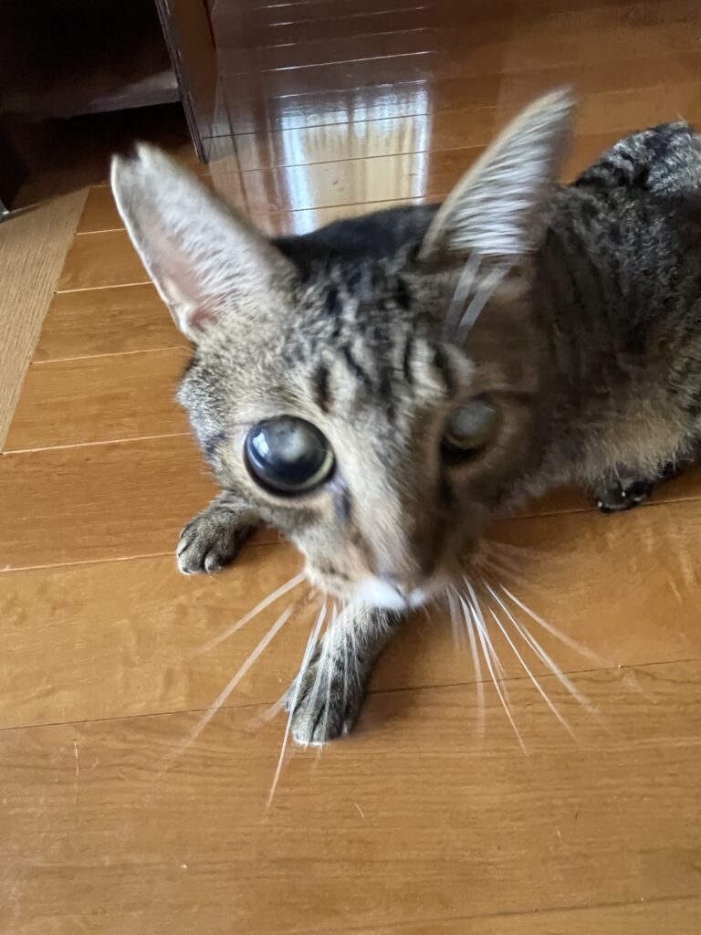 我が家で暮らす全盲の保護猫ハナ