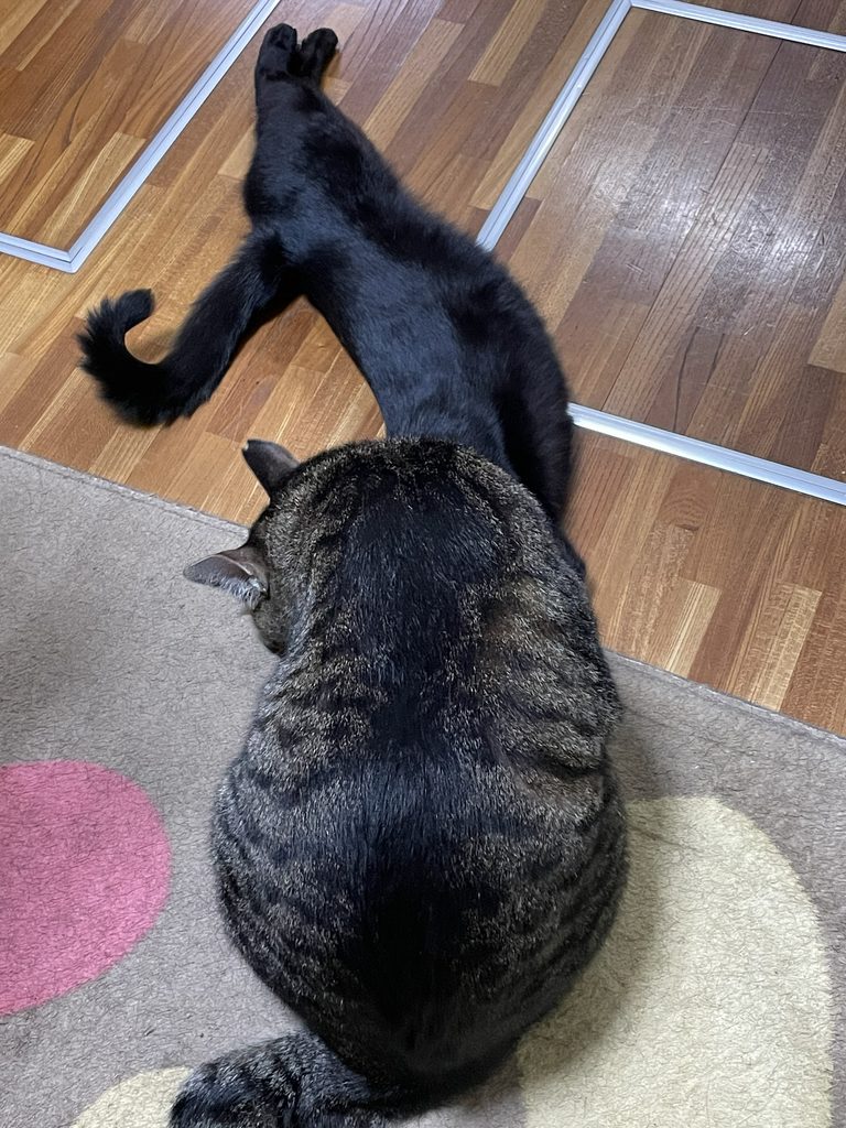 あかりを思い出し、あかりの体を舐めるハナ
