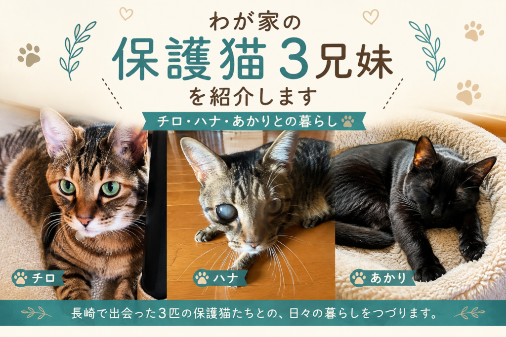 保護猫チロ・ハナ・あかり｜わが家の保護猫3兄妹