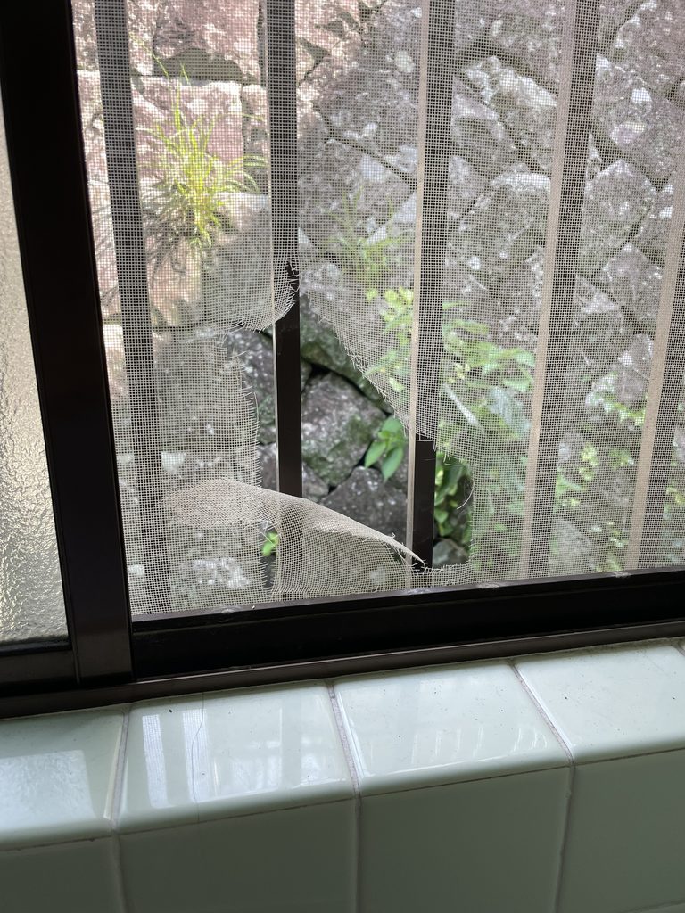 数年前にチロが破った風呂場の網戸。あかりはここから外へ脱走しました。