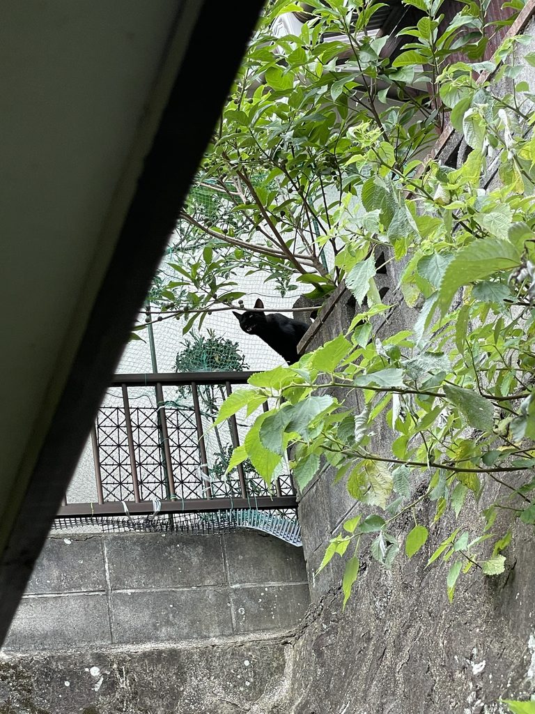 破れた網戸から脱走し、家の外にいるあかり