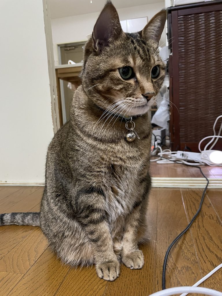 福江島から東京へ。チロとの新しい暮らしが始まりました。