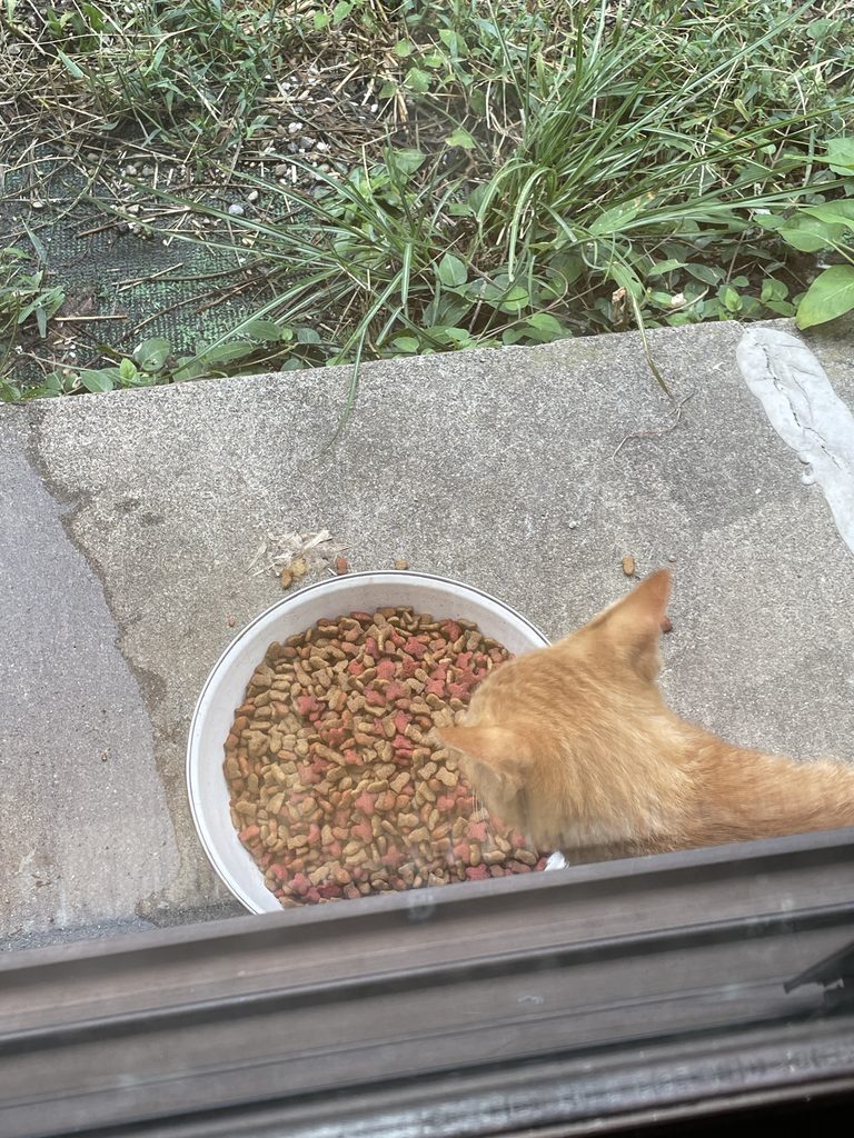 わが家にご飯を食べに来た猫。私にできることは小さくても、この一食が生きる力になればと思っています。