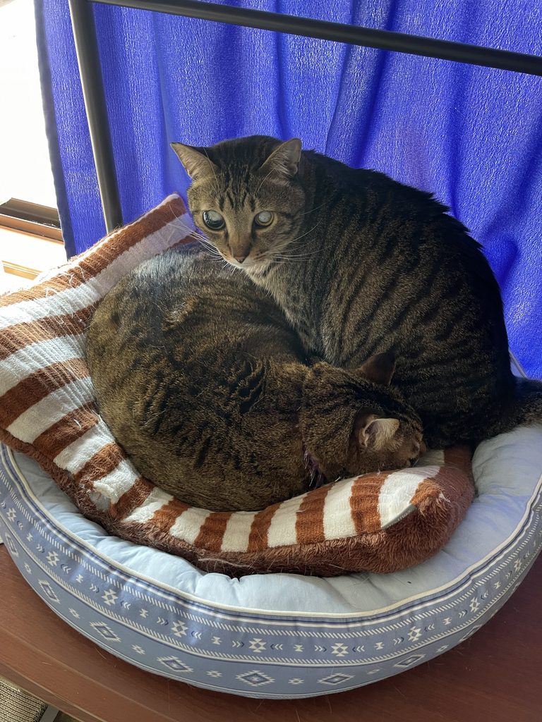 ベッドで寄り添って眠るチロとハナ