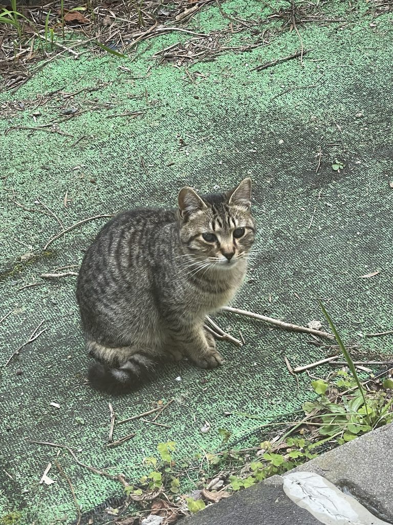 外猫だったころのハナ